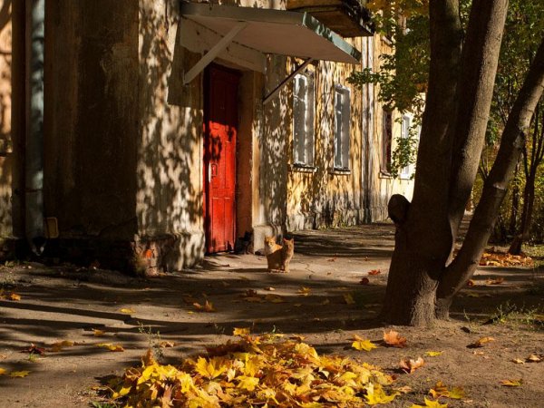 Двор осенью