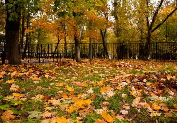 Осень во дворе