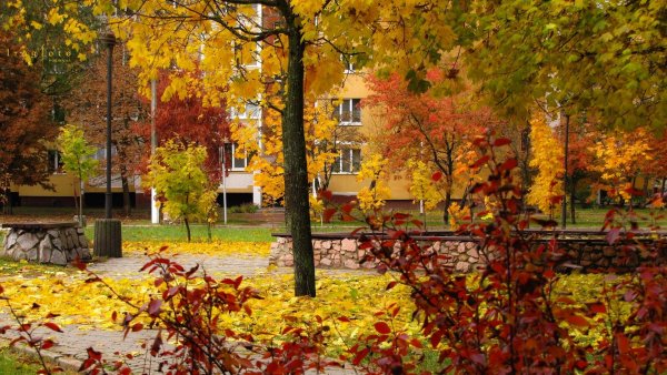 Осень за окном