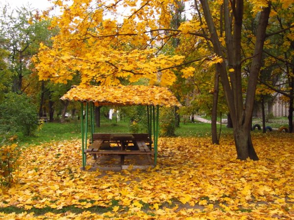 Осень во дворе
