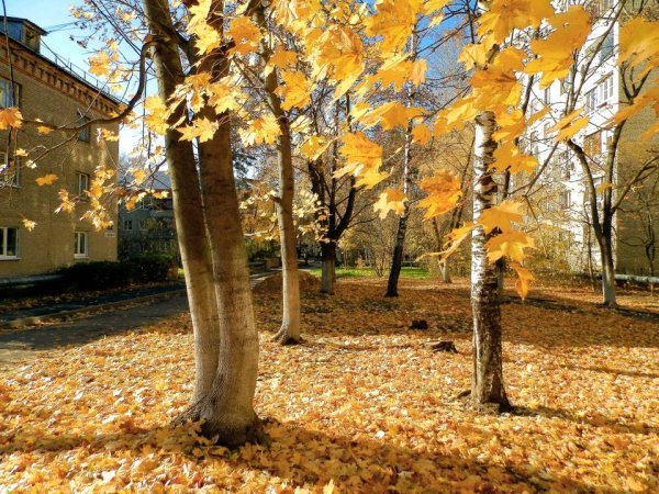 Двор осенью