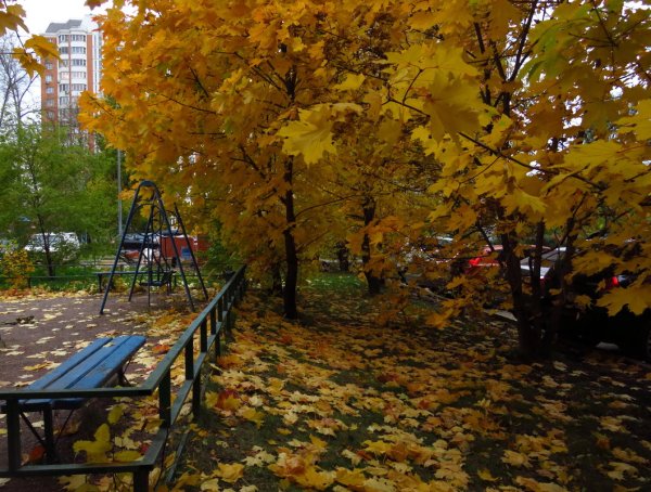 Золотая осень во дворе