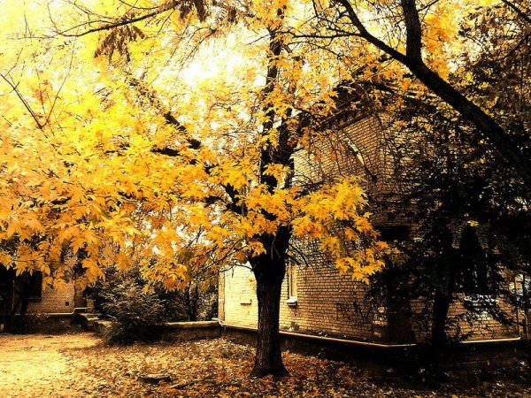 Рыжий, осенний двор