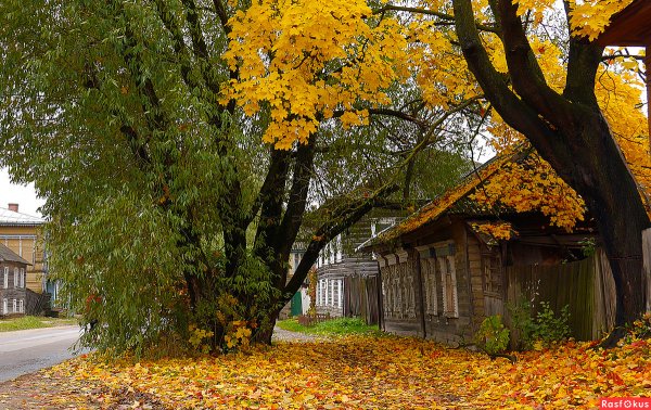 Старый клен старый клен