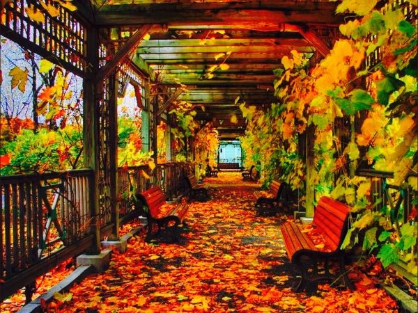 Осень веранда