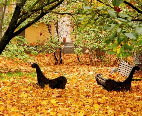 Листопад во дворе