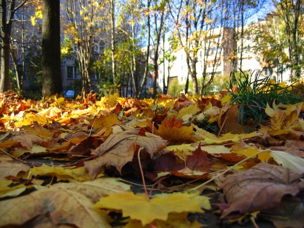 Осень во дворе