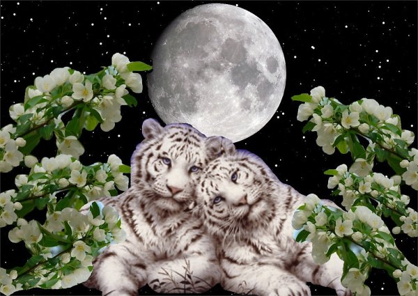 Тигр на фоне Луны