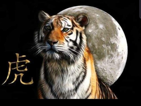 Тотем тигра для женщины