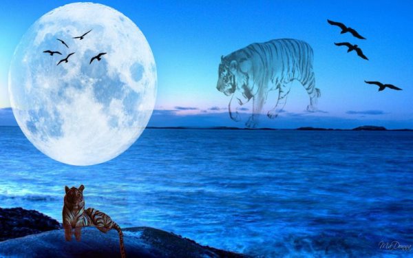 Тигр вода и Луна