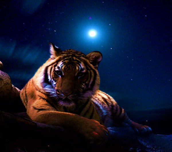 Спокойной ночи тигр