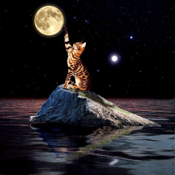 Котенок на Луне