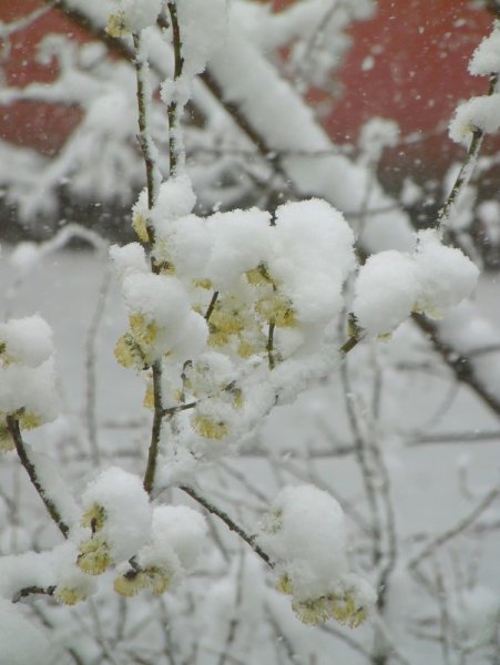 Снег в апреле фото