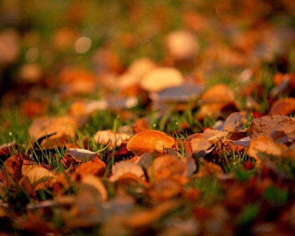 Осенняя тематика