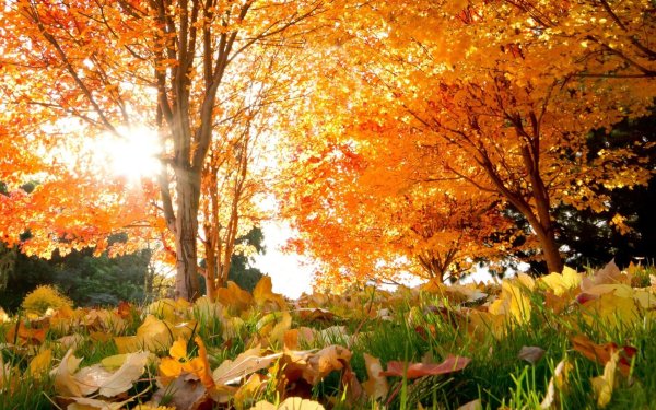 Иван Бунин шумели листья облетая