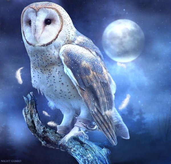 Сова сипуха зимой