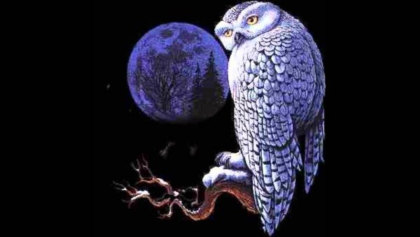Лунная Сова