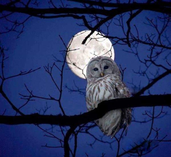 Ночная Сова.(Night Owl).1993