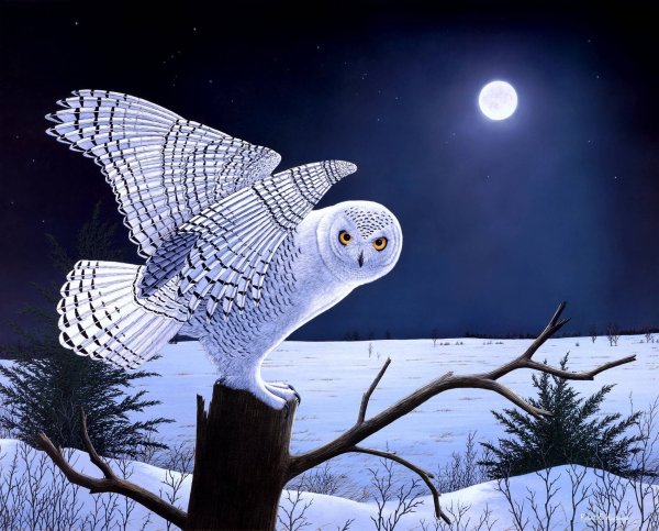 Полярная Сова живопись