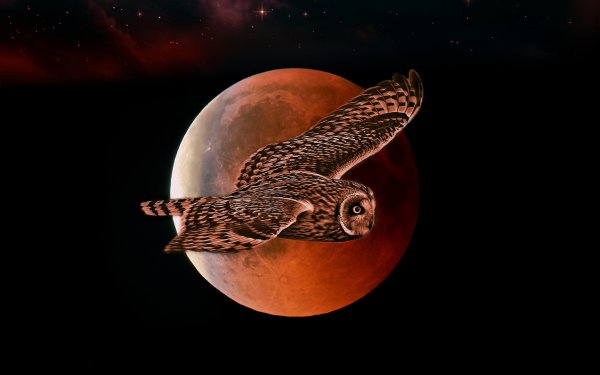 Сова полет Луна