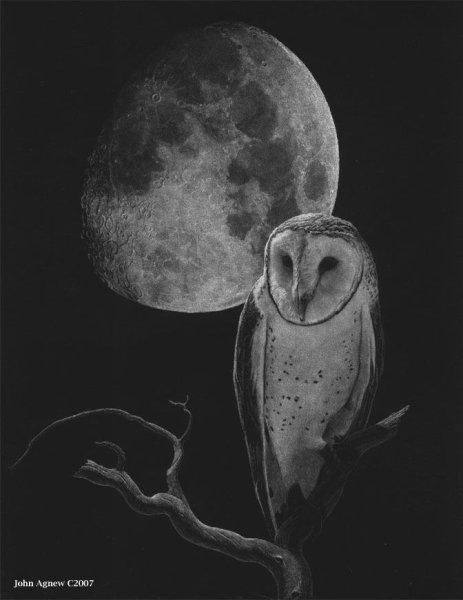 Чёрная сипуха арт