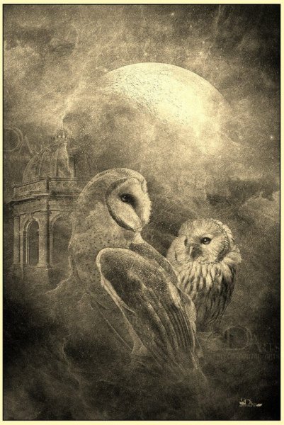 Сова и Луна