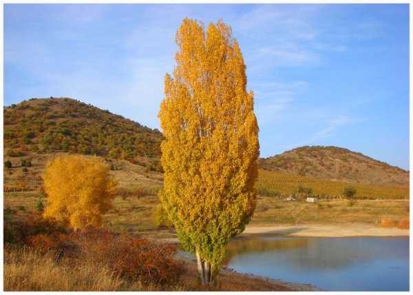 Тополь пирамидальный +Свердловский осенью