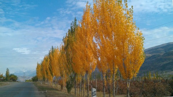 Деревья в Кыргызстане Тополь