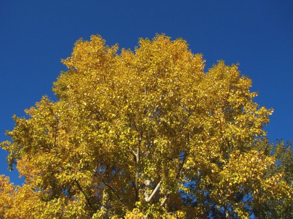 Тополь канадский золотистый