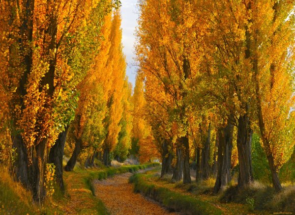 Муртазовские тополя