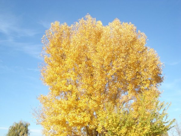 Тополь канадский золотистый