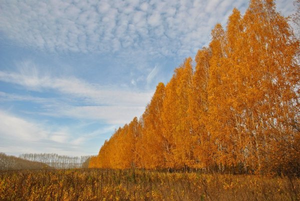 Тополь дерево осень