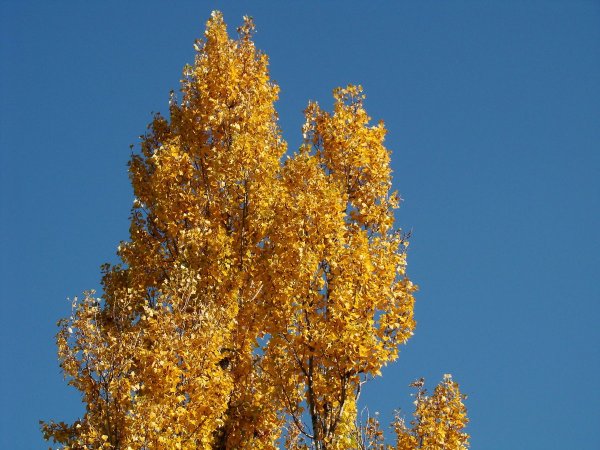 Тополь канадский золотистый