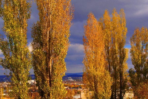 Тополь пирамидальный цветение