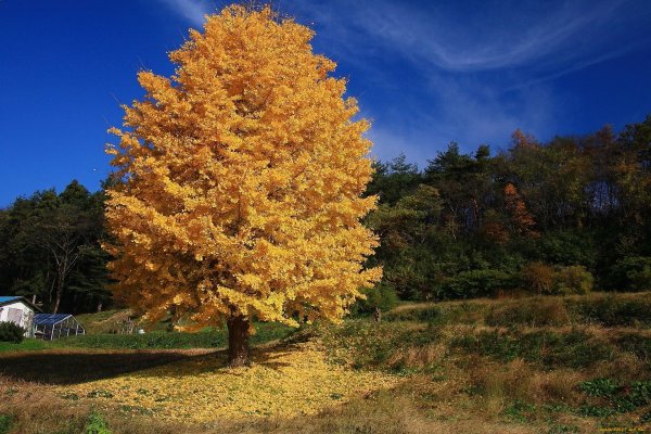Тополь дерево осень
