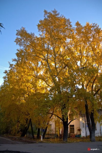 Тополя Архангельск