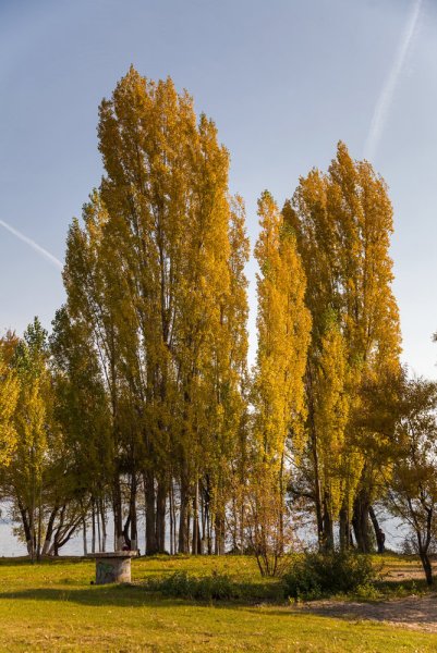 Тополь пирамидальный осень