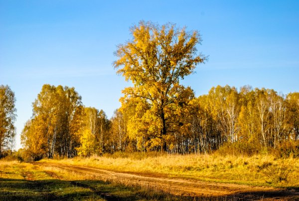 Дерево Тополь осенью