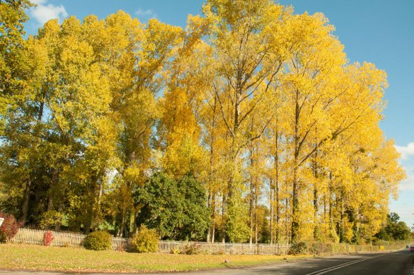 Дерево Тополь осенью