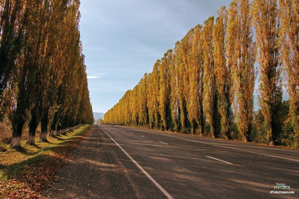 Аллея Майкоп осень