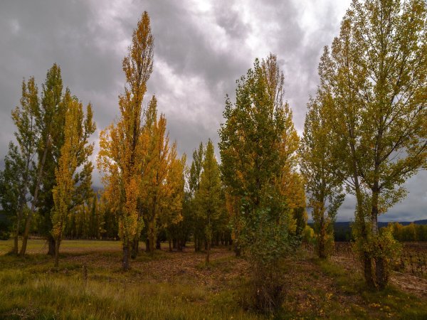 Тополь Советский пирамидальный