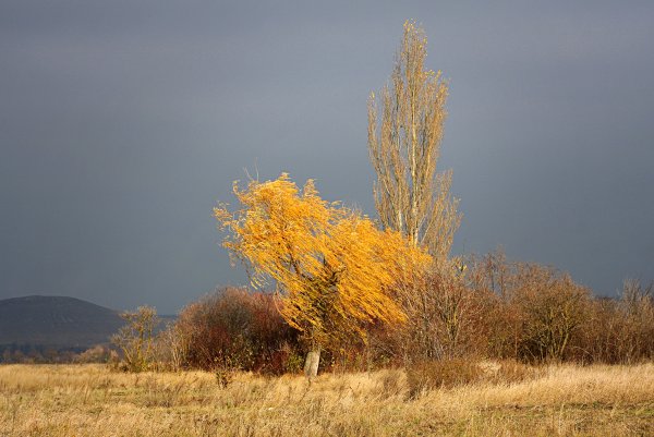 Тополь Туркестанский