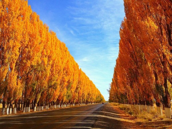 Тополиная аллея в Киргизии