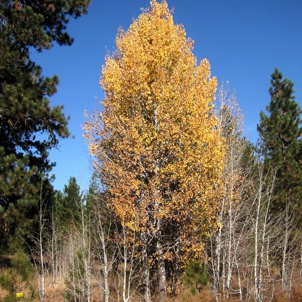 Тополь Пандо