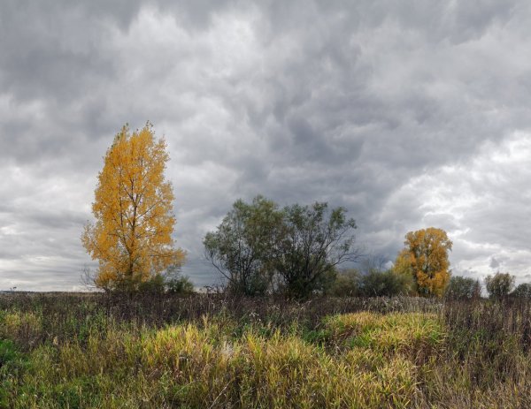 Дерево Тополь осенью