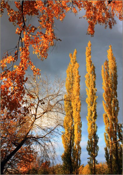 Осенний Тополь
