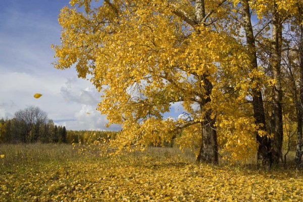 Тополь листопад