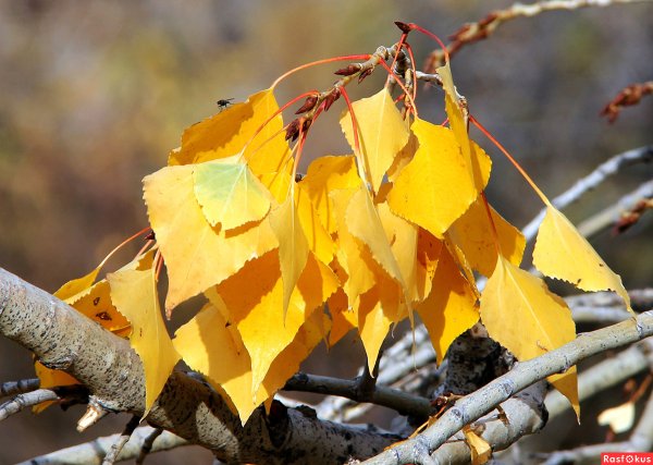 Лист тополя желтый