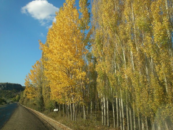 Тополь Московский