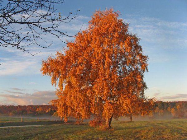 Вяз гладкий осень